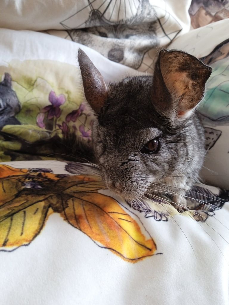 OPIEKA NAD SZYNSZYLĄ W WIEKU SENIORALNYM