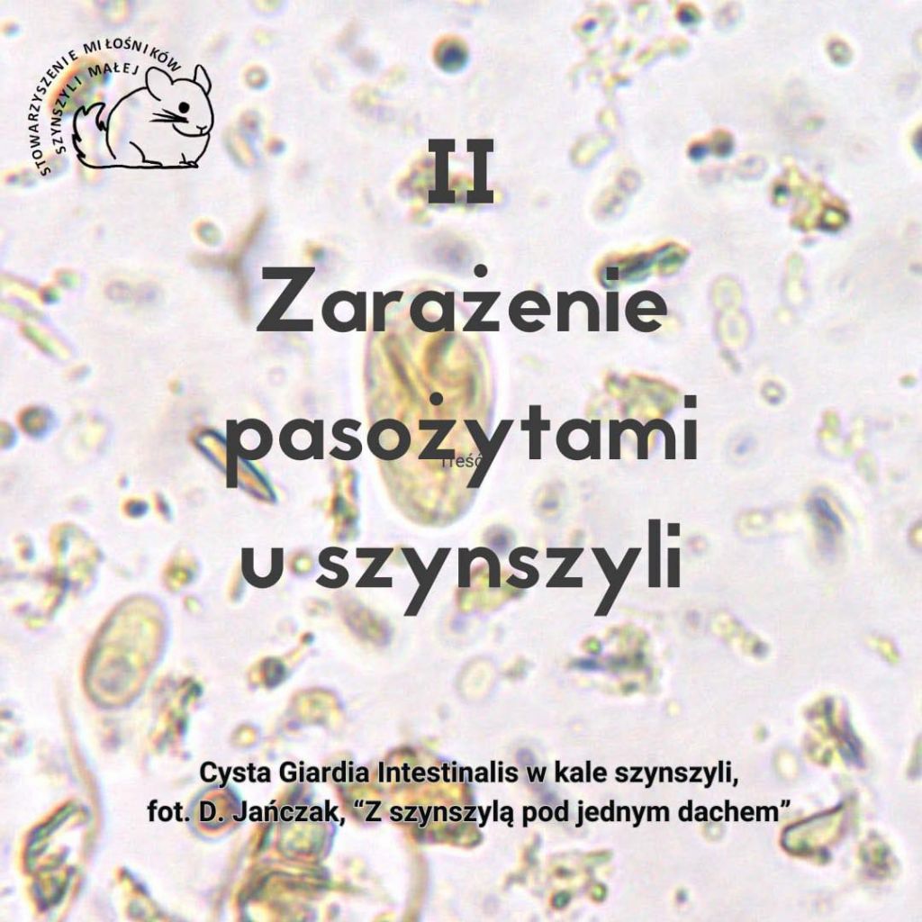 Zarażenie pasożytami u szynszyli