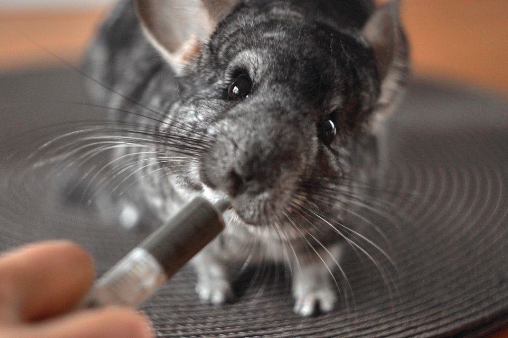 OPIEKA NAD SZYNSZYLĄ Z CHOROBĄ STOMATOLOGICZNĄ